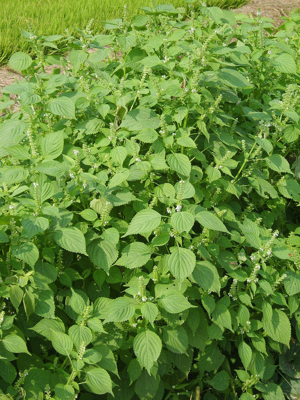 Shiso (Perilla) - Fresh Cut — photo: Dalgial, CC BY-SA 3.0, via Wikimedia Commons