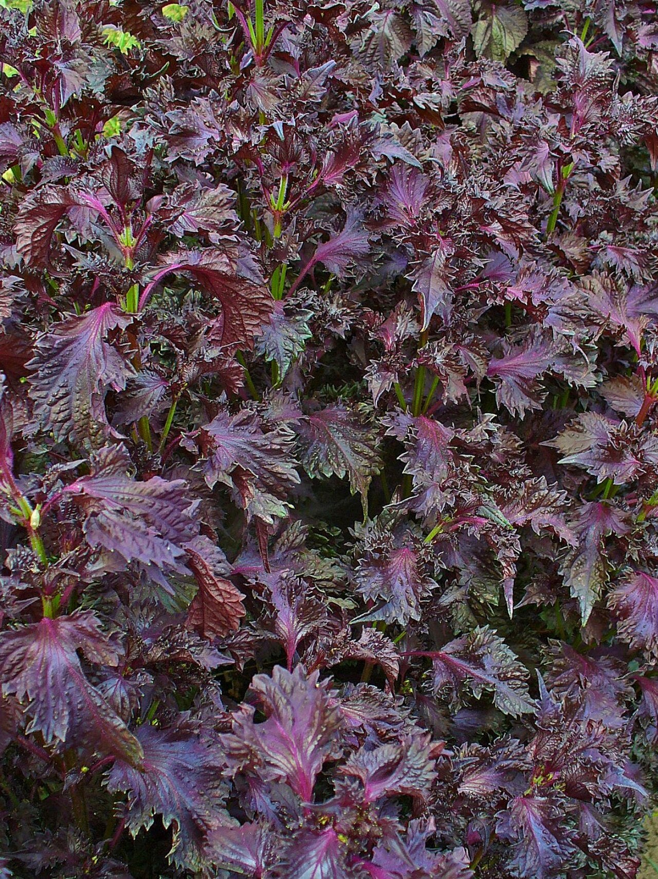Shiso / Perilla (Perilla frutescens) live herb plant from Wade Greens