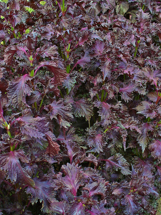 Shiso / Perilla (Perilla frutescens) live herb plant from Wade Greens