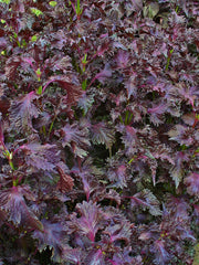 Shiso / Perilla (Perilla frutescens) live herb plant from Wade Greens