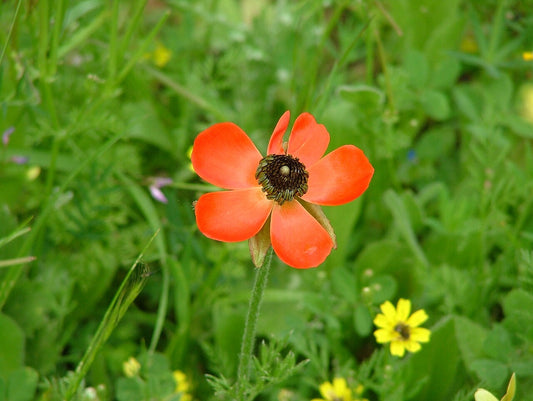 Ranunculus Bulbs — photo: SuperJew, CC BY-SA 3.0, via Wikimedia Commons