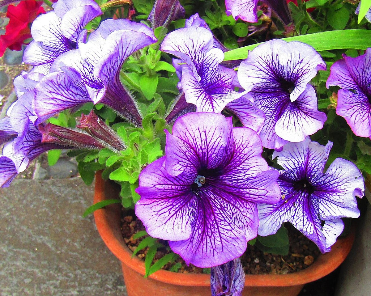 Petunia / Supertunia (Petunia) — live plant from Wade Greens