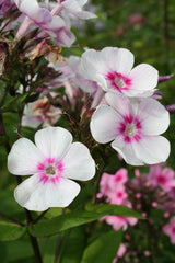 Garden Phlox (Phlox paniculata) — live plant from Wade Greens