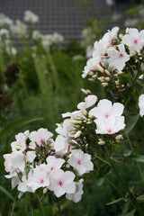 Garden Phlox (Phlox paniculata) — live plant from Wade Greens