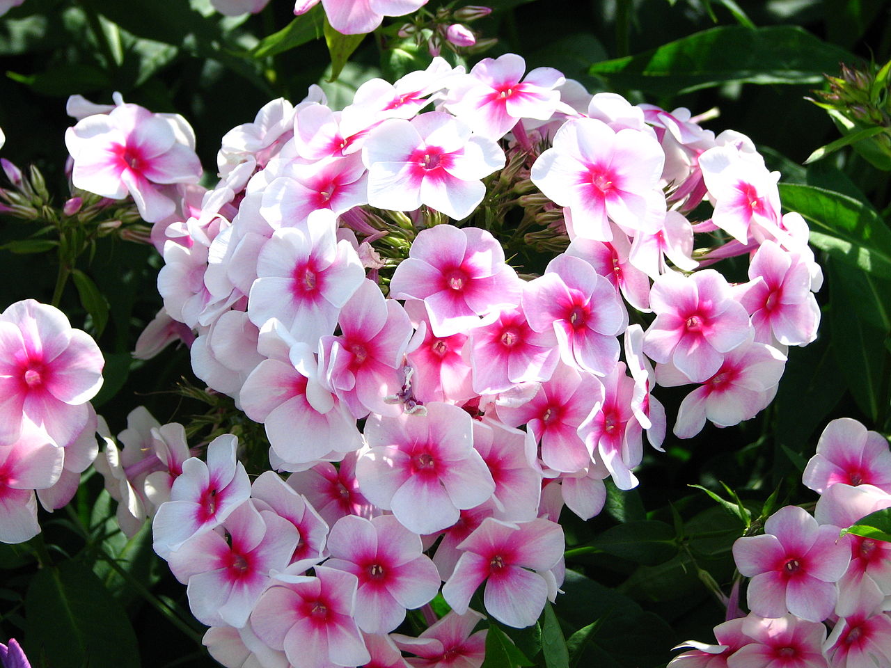 Garden Phlox (Phlox paniculata) — live plant from Wade Greens