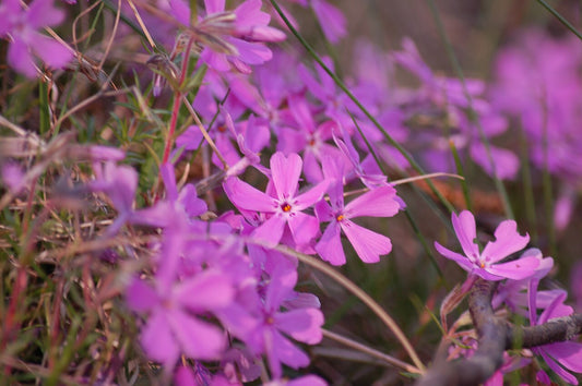 Creeping Phlox (Phlox subulata) Rooted Division (Phlox subulata) - live plant from Wade Greens