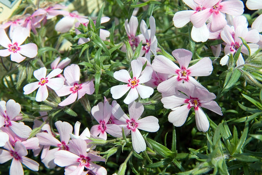 Creeping Phlox (Phlox subulata) Rooted Division (Phlox subulata) - live plant from Wade Greens