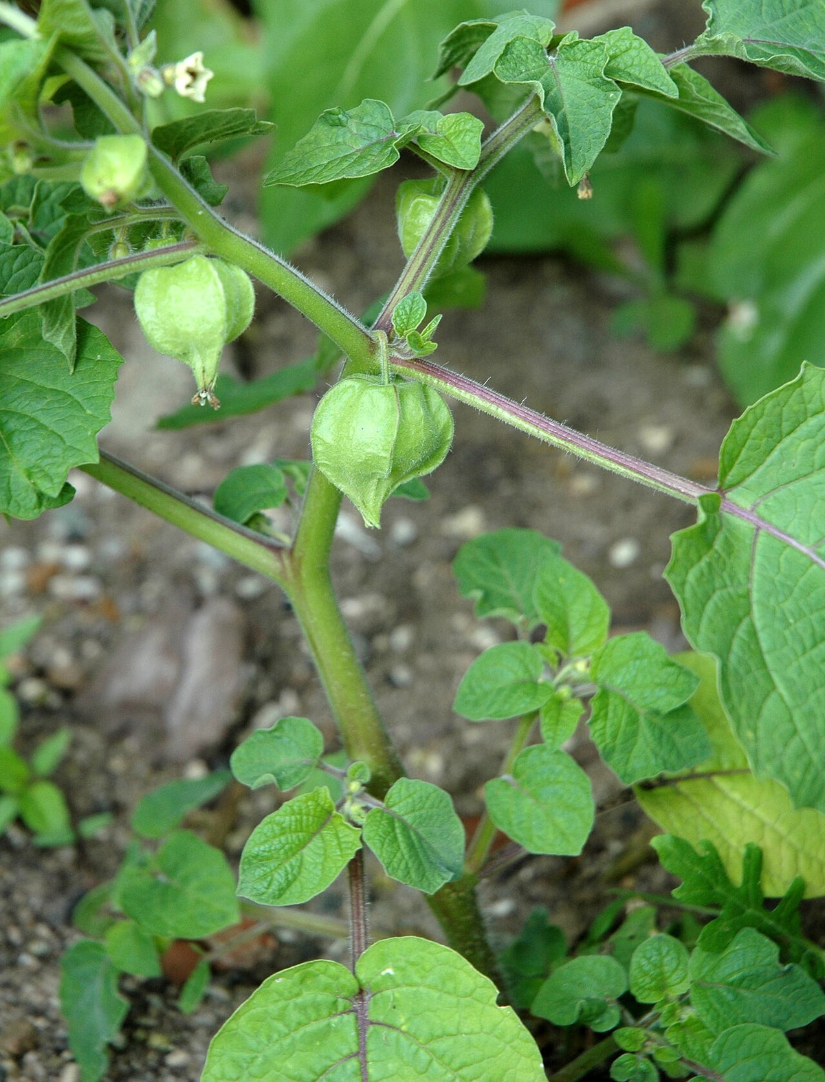 Ground Cherry Starter Plant — photo: User:Carstor, CC BY-SA 3.0, via Wikimedia Commons