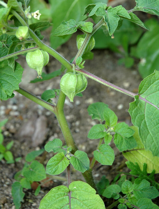 Ground Cherry Starter Plant — photo: User:Carstor, CC BY-SA 3.0, via Wikimedia Commons