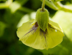Fresh Ground Cherry grown in Alabama by Wade Greens