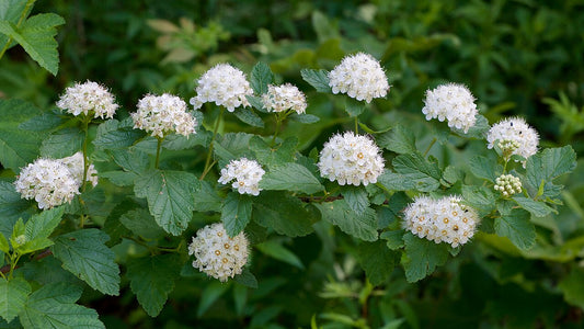 Ninebark Shrub — photo: Eric Hunt, CC BY-SA 4.0, via Wikimedia Commons