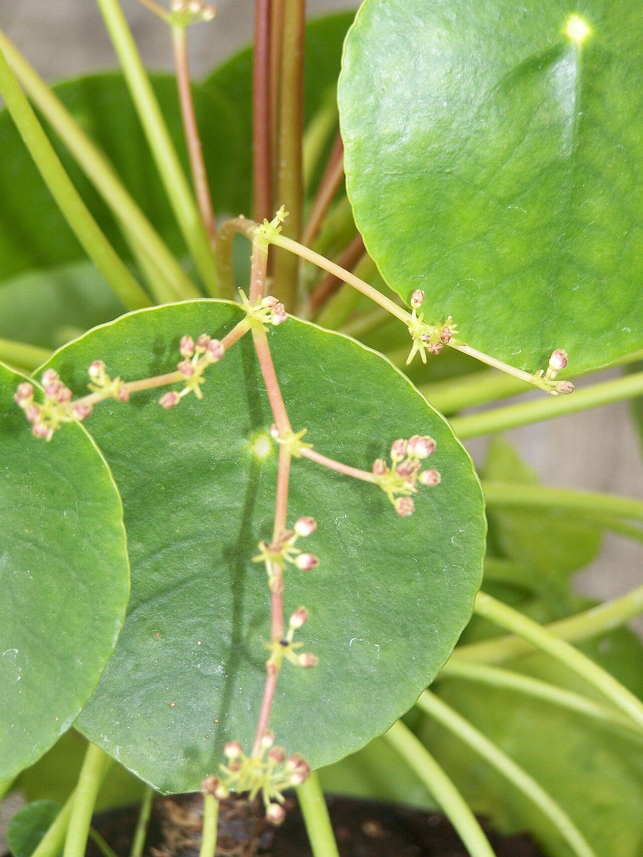 Pilea peperomioides (Chinese Money Plant) (Pilea peperomioides) — live plant from Wade Greens