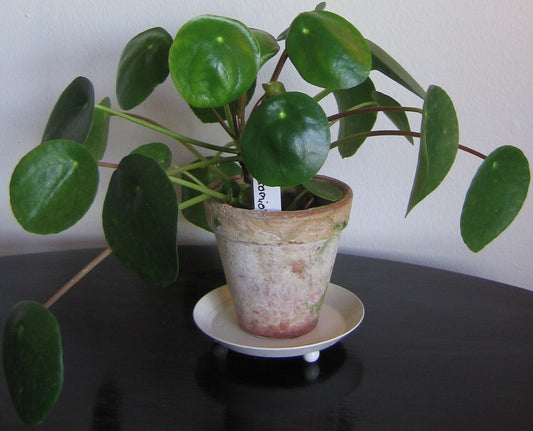 Pilea peperomioides (Chinese Money Plant) (Pilea peperomioides) - live plant from Wade Greens