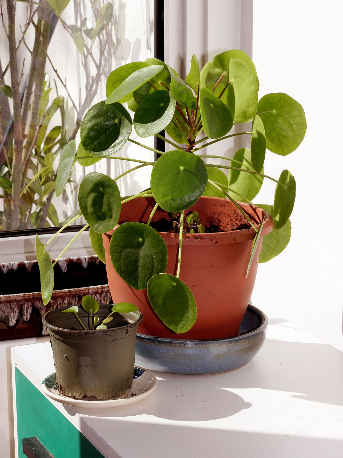 Pilea peperomioides (Chinese Money Plant) (Pilea peperomioides) — live plant from Wade Greens