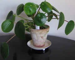 Pilea peperomioides (Chinese Money Plant) (Pilea peperomioides) — live plant from Wade Greens