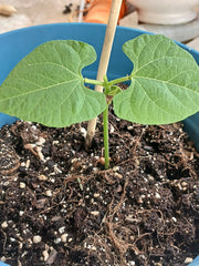 Green Bean Starter Plant — photo: Datadoggieein, CC0, via Wikimedia Commons