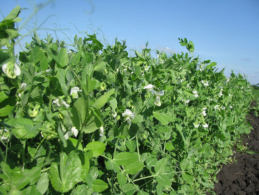 Fresh Pea Tendril Microgreens grown in Alabama by Wade Greens