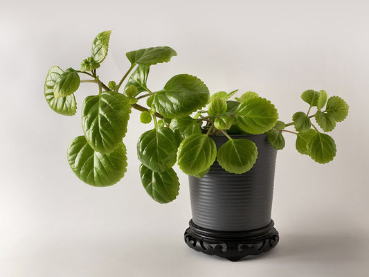 Swedish Ivy (Plectranthus verticillatus) trailing from a ceramic pot. Photo: W.carter, CC0, via Wikimedia Commons.