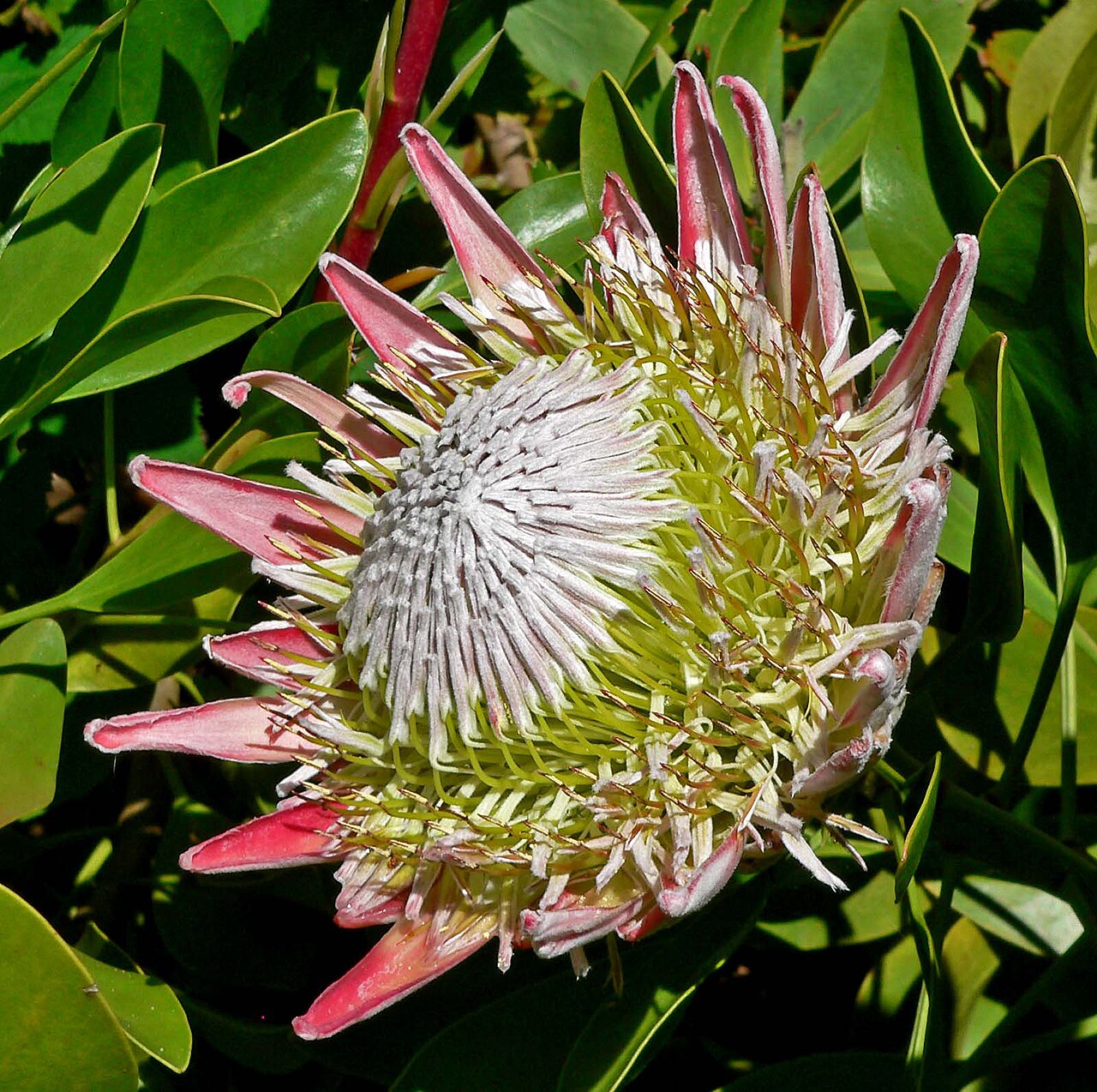 Protea (Protea) - live plant from Wade Greens
