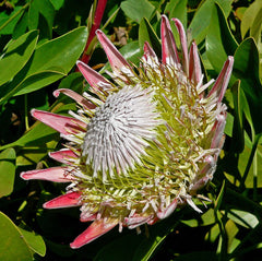 Protea (Protea) - live plant from Wade Greens