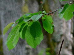 Cherry Tree Sapling (Prunus) — live plant from Wade Greens