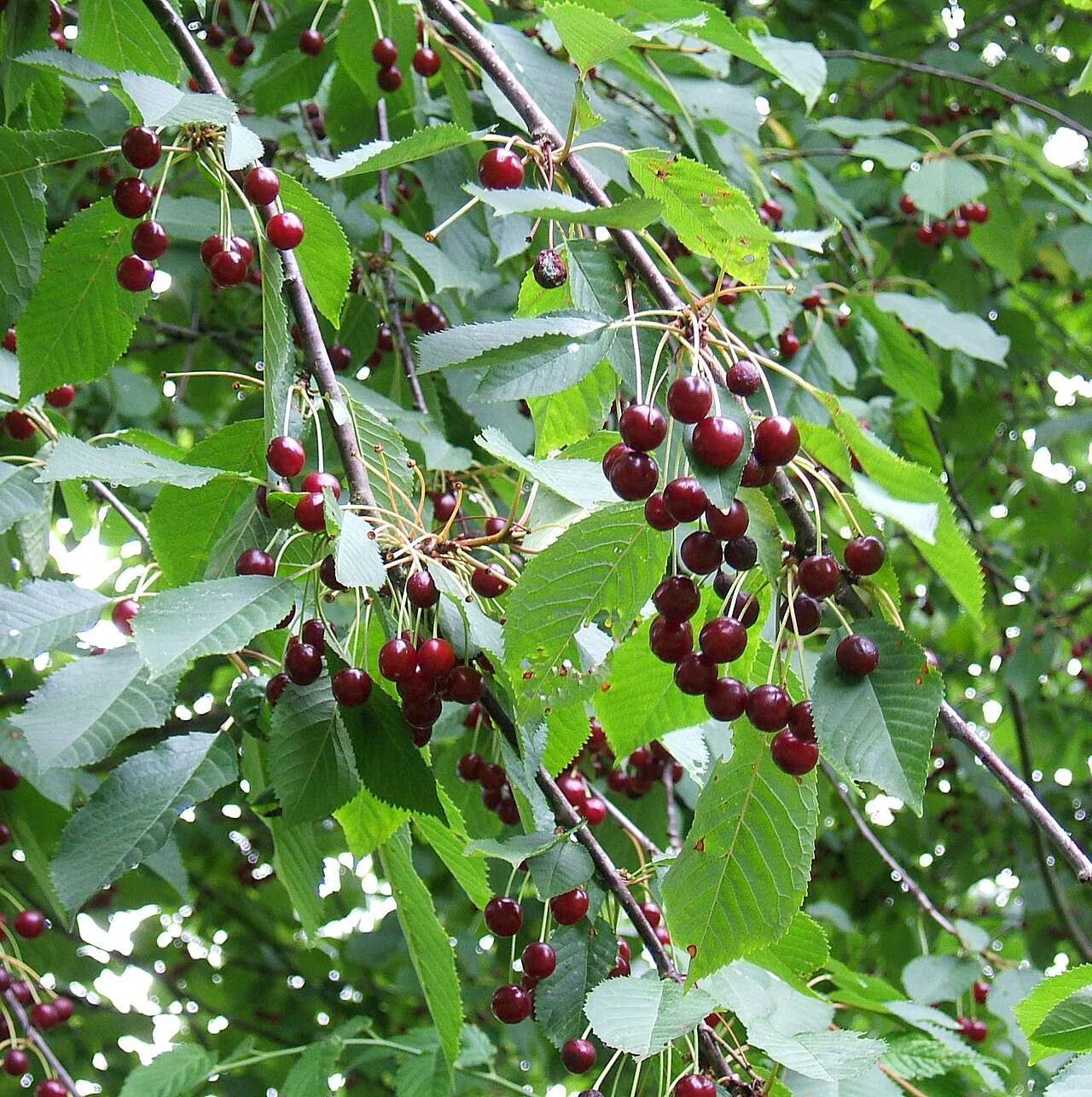 Cherry Tree Sapling (Prunus) — live plant from Wade Greens