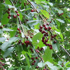 Cherry Tree Sapling (Prunus) — live plant from Wade Greens