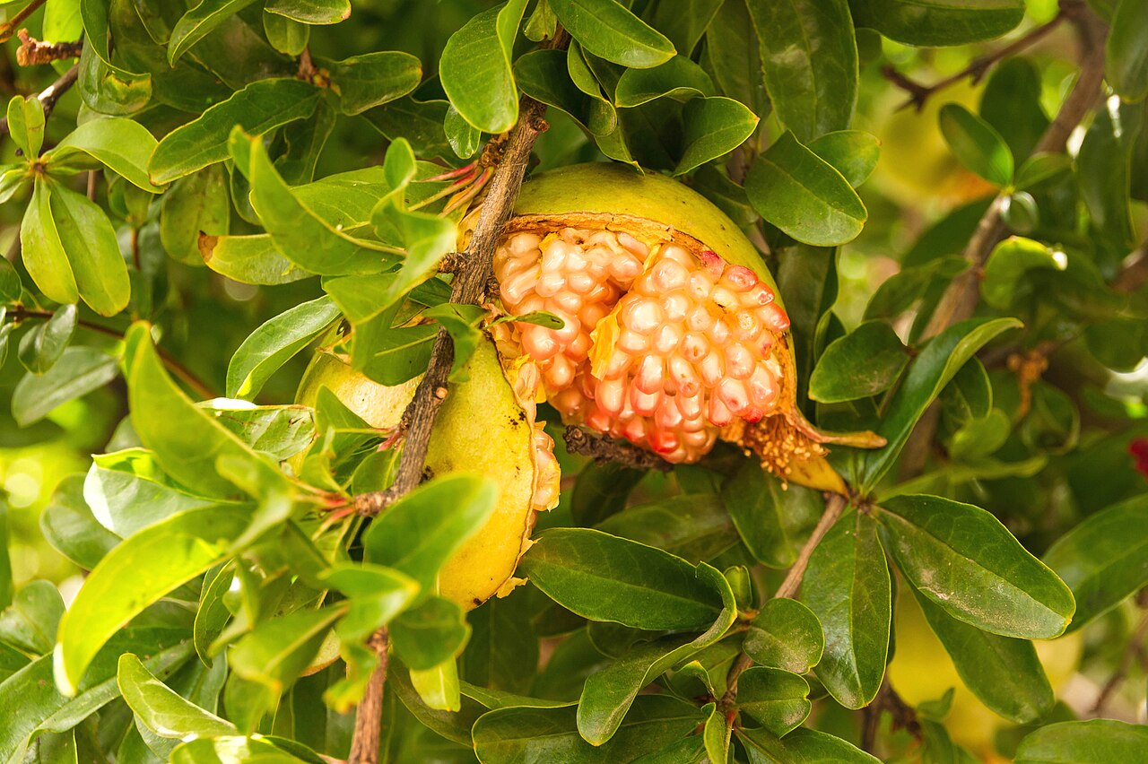 Pomegranate — photo: Jebulon, CC0, via Wikimedia Commons