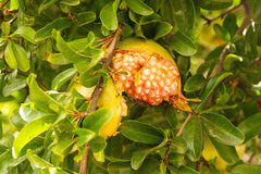Pomegranate — photo: Jebulon, CC0, via Wikimedia Commons