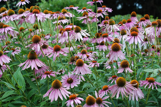 Purple Coneflower (Echinacea) Bare-Root (Echinacea purpurea) - live plant from Wade Greens
