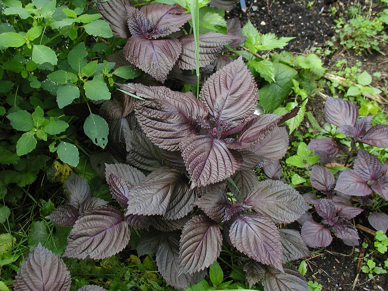 Shiso / Perilla (Perilla frutescens) live herb plant from Wade Greens