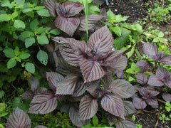Shiso / Perilla (Perilla frutescens) live herb plant from Wade Greens