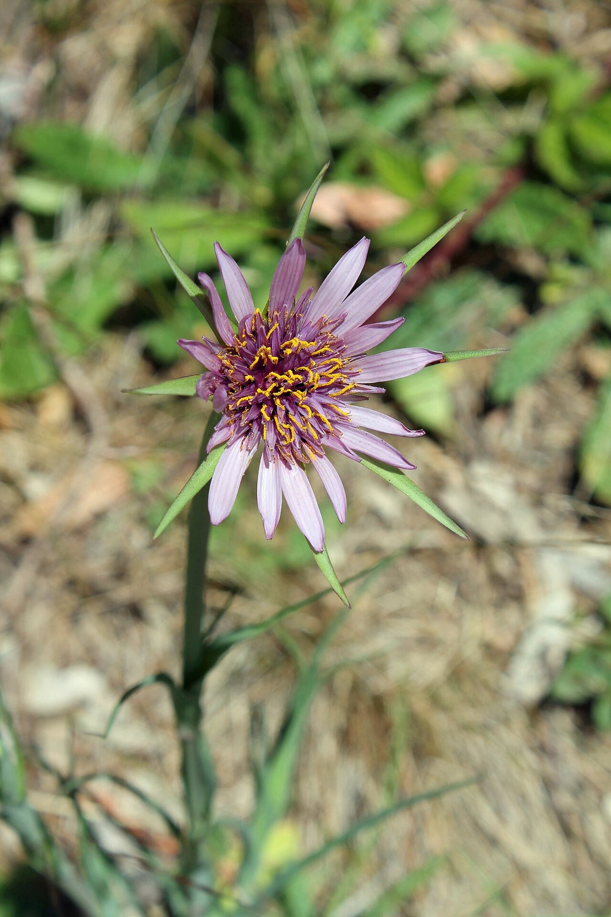 Salsify Starter Plant — photo: Sarah Stierch, CC BY 4.0, via Wikimedia Commons