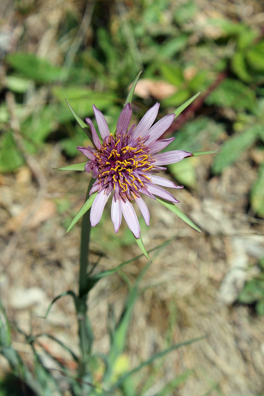 Salsify Starter Plant — photo: Sarah Stierch, CC BY 4.0, via Wikimedia Commons