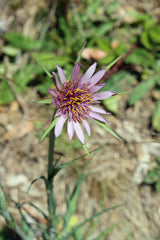 Salsify Starter Plant — photo: Sarah Stierch, CC BY 4.0, via Wikimedia Commons