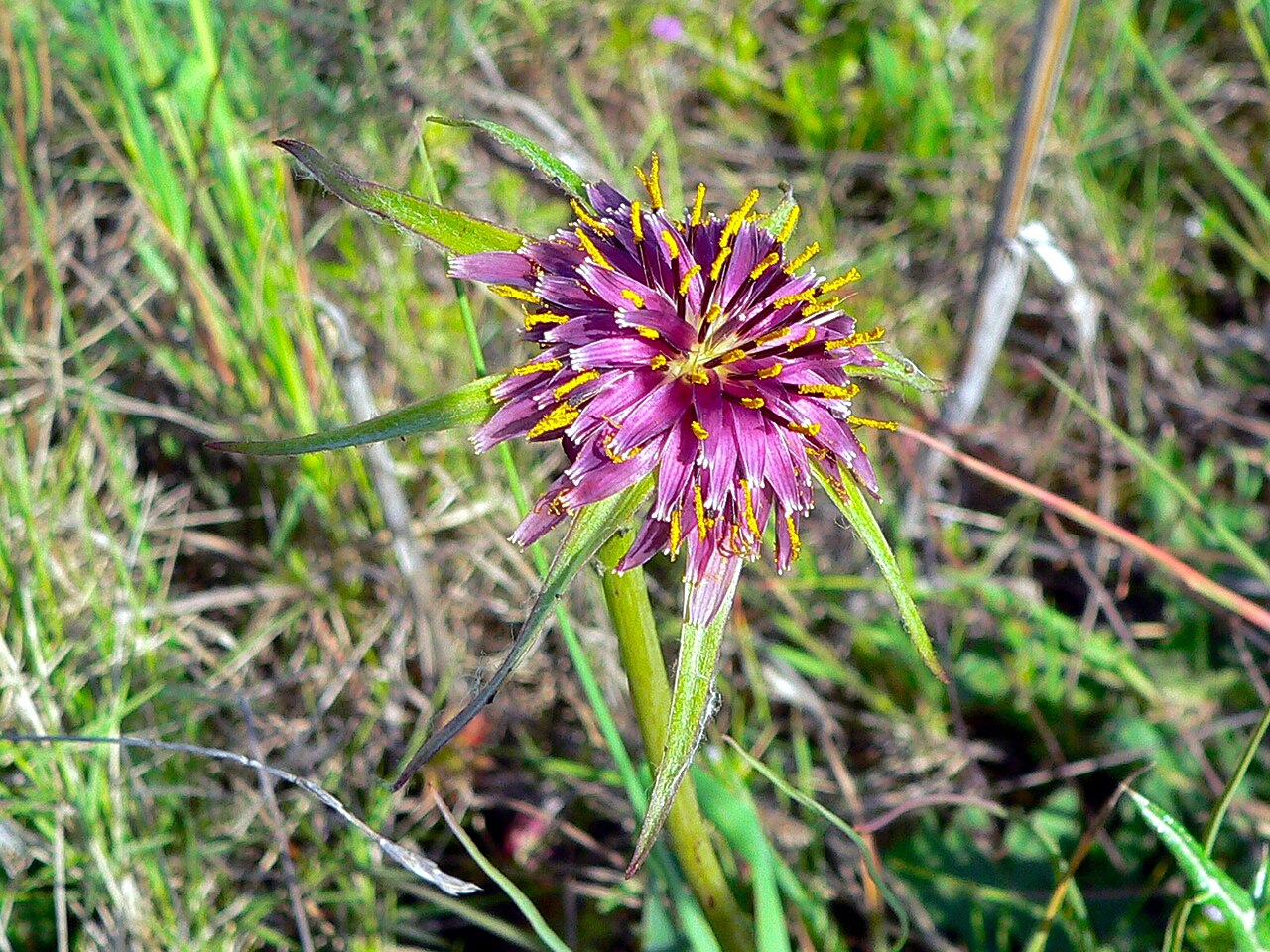 Fresh Salsify grown in Alabama by Wade Greens