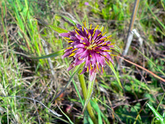 Fresh Salsify grown in Alabama by Wade Greens