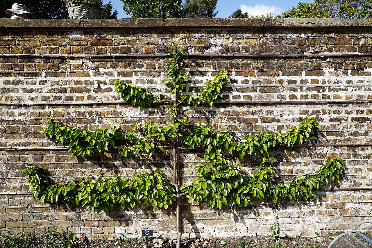 Pear Tree — photo: Acabashi, CC BY-SA 4.0, via Wikimedia Commons