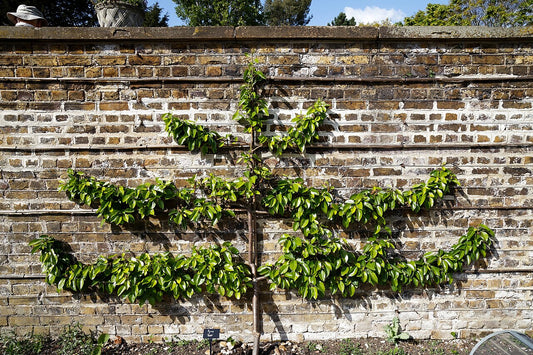 Pear Tree — photo: Acabashi, CC BY-SA 4.0, via Wikimedia Commons