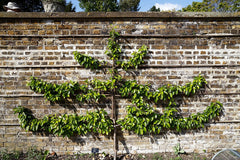Pear Tree — photo: Acabashi, CC BY-SA 4.0, via Wikimedia Commons