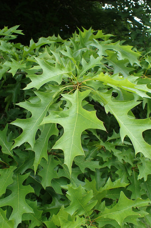 Willow / Nuttall Oak Tree — photo: Krzysztof Ziarnek, Kenraiz, CC BY-SA 4.0, via Wikimedia Commons