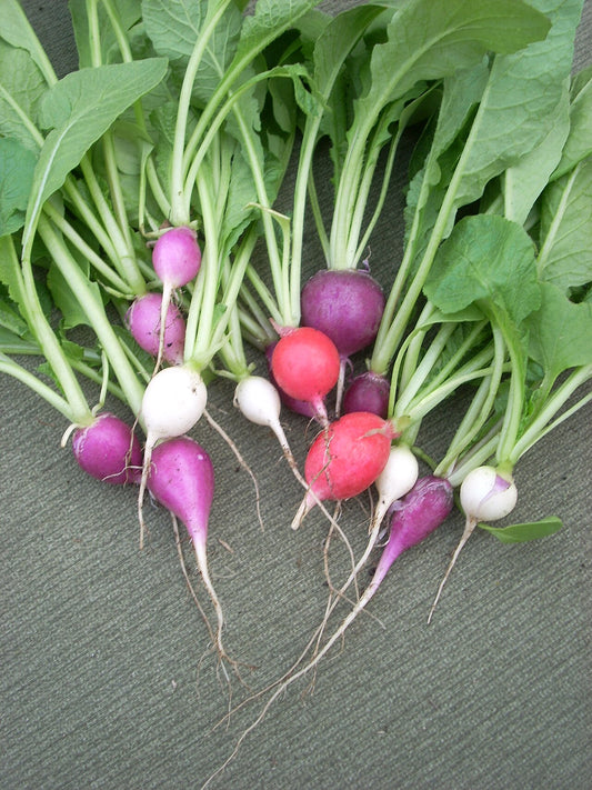 Radish Starter Plant — photo: Jengod, Public domain, via Wikimedia Commons