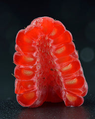 Raspberry — photo: Ivar Leidus, CC BY-SA 4.0, via Wikimedia Commons