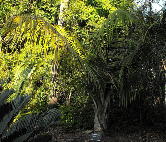Majesty Palm - Live Plant — photo: Wikimedia Commons contributor, Public domain, via Wikimedia Commons