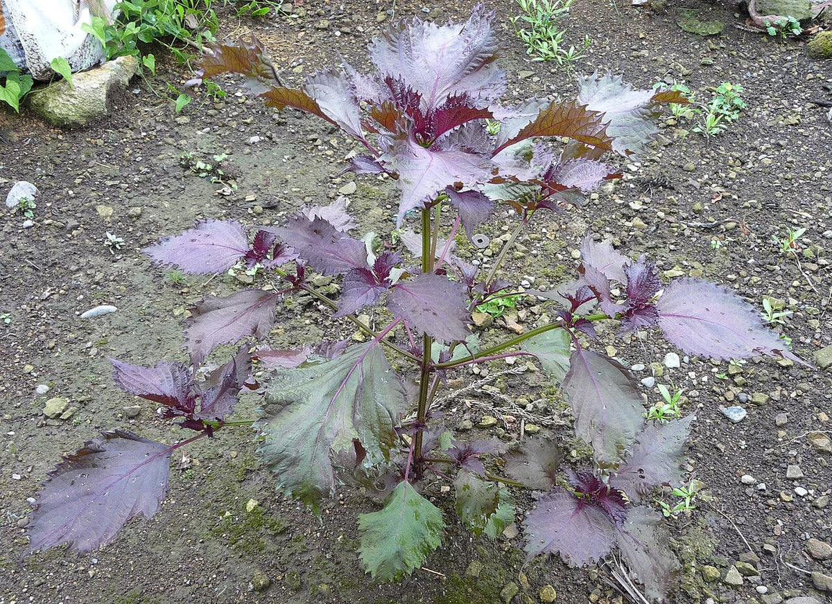 Shiso / Perilla (Perilla frutescens) live herb plant from Wade Greens