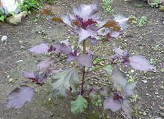 Shiso / Perilla (Perilla frutescens) live herb plant from Wade Greens