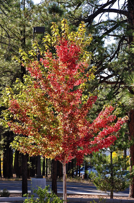 Red / Autumn Blaze Maple Tree — photo: Brady Smith; Coconino National Forest, CC BY-SA 2.0, via Wikimedia Commons