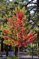 Red / Autumn Blaze Maple Tree — photo: Brady Smith; Coconino National Forest, CC BY-SA 2.0, via Wikimedia Commons