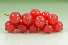 Fresh Currant grown in Alabama by Wade Greens