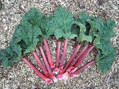 Fresh Rhubarb grown in Alabama by Wade Greens